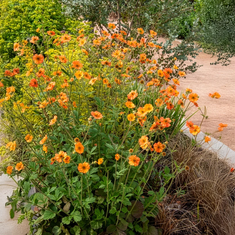 Nelkenwurz ‘Totally Tangerine’