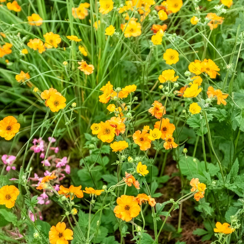 Nelkenwurz ‘Totally Tangerine’