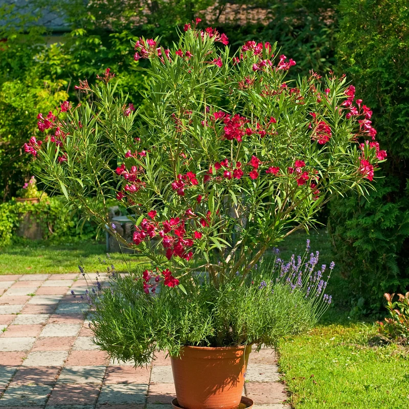 Rote Oleander