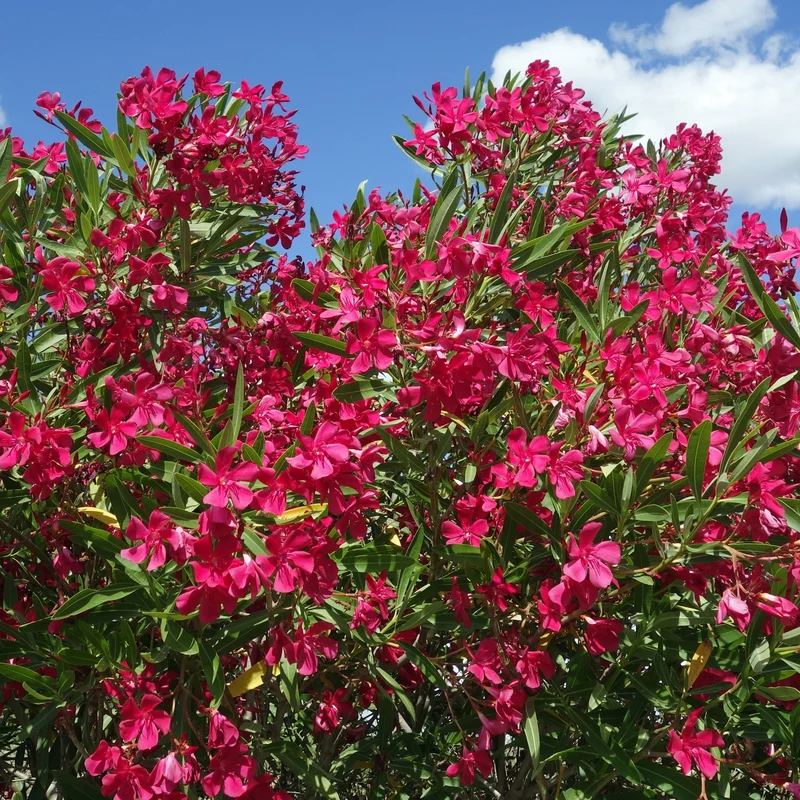 Rote Oleander