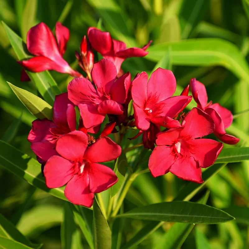 Rote Oleander