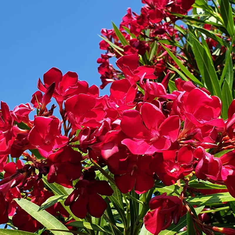 Rote Oleander