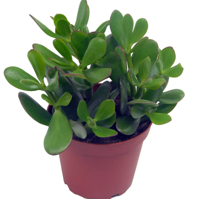 Geldbaum in weißem Blumentopf