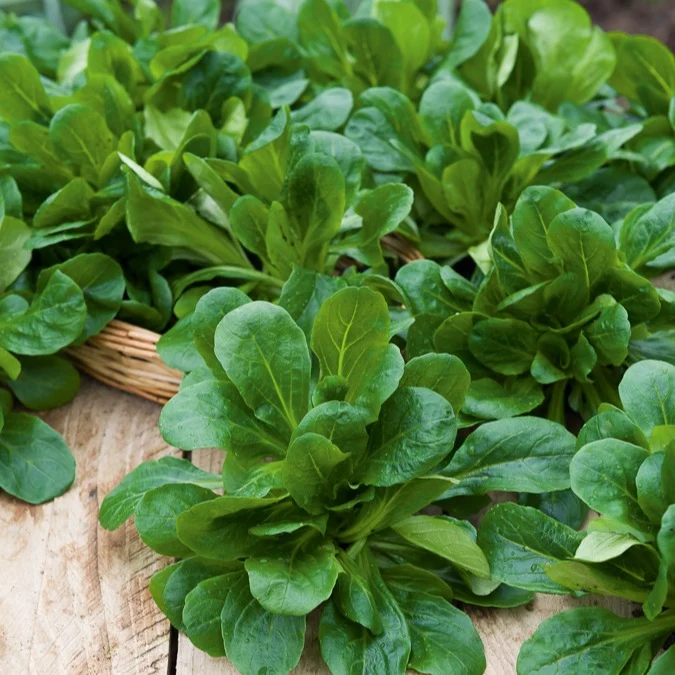Feldsalat ‘Favor’