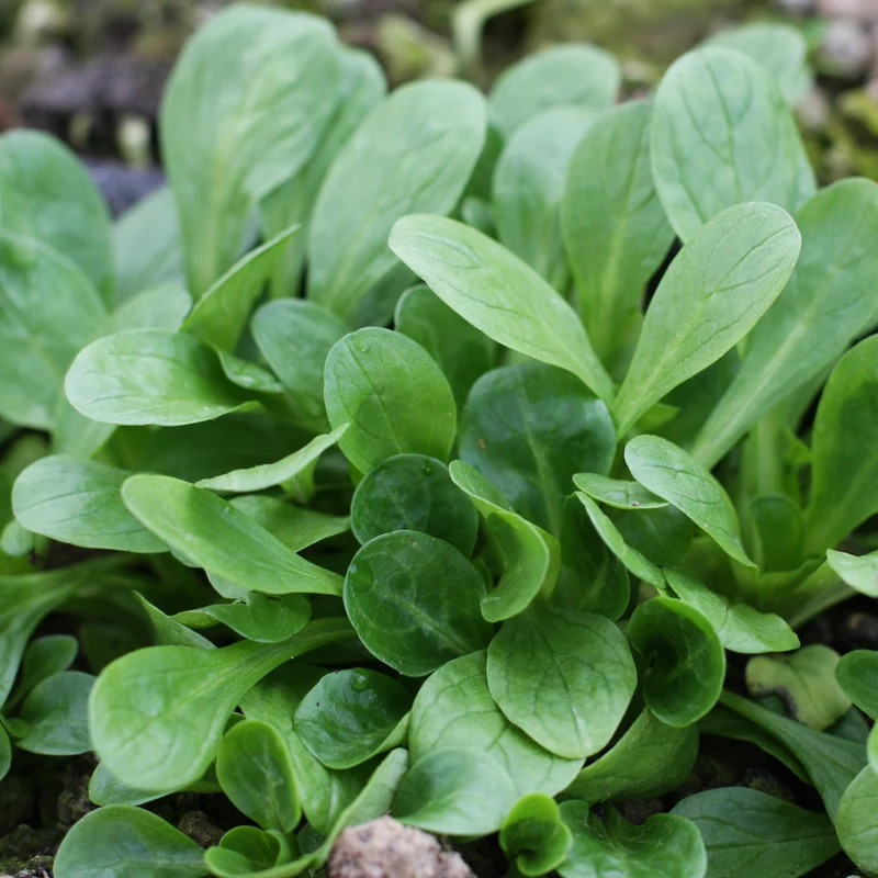 Feldsalat ‘Favor’