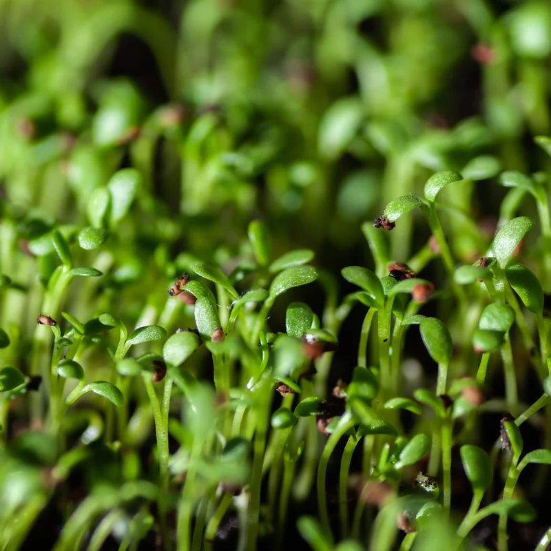 Gartenkresse Bio
