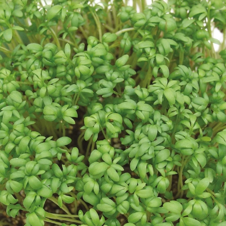 Gartenkresse Bio