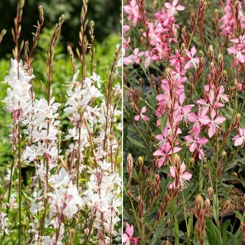 Prachtkerzen weiß + rosa (x2)