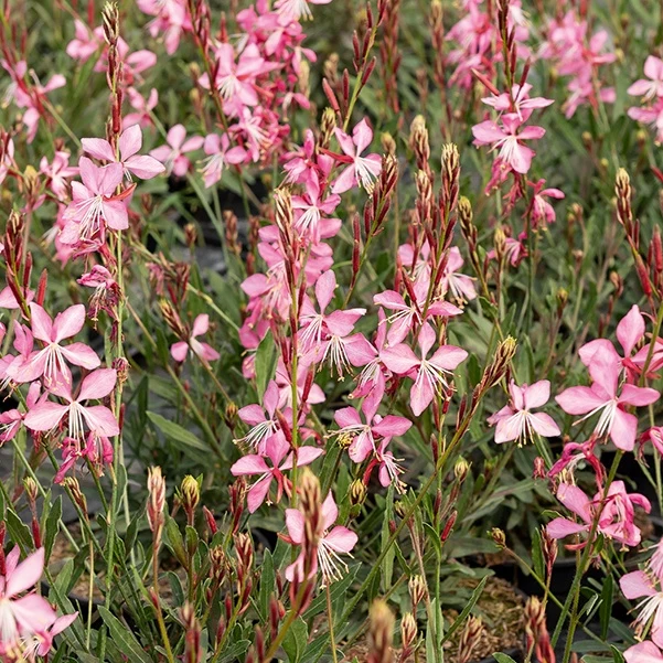 Prachtkerzen weiß + rosa (x2)