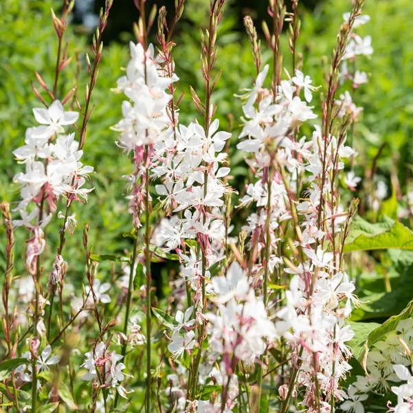 Prachtkerzen weiß + rosa (x2)