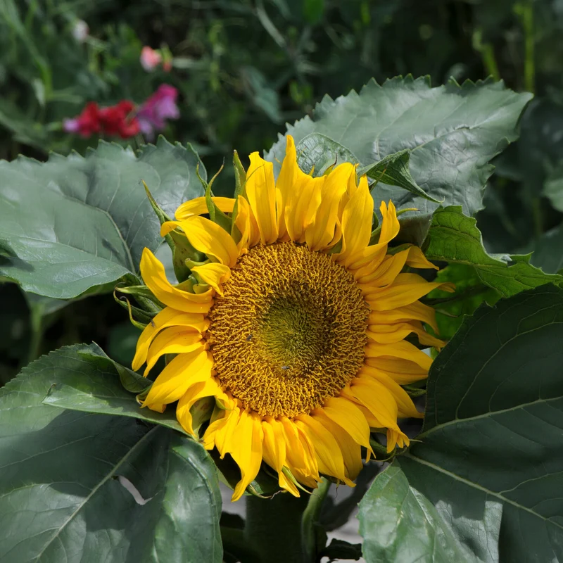 Sonnenblume 'Sunspot'