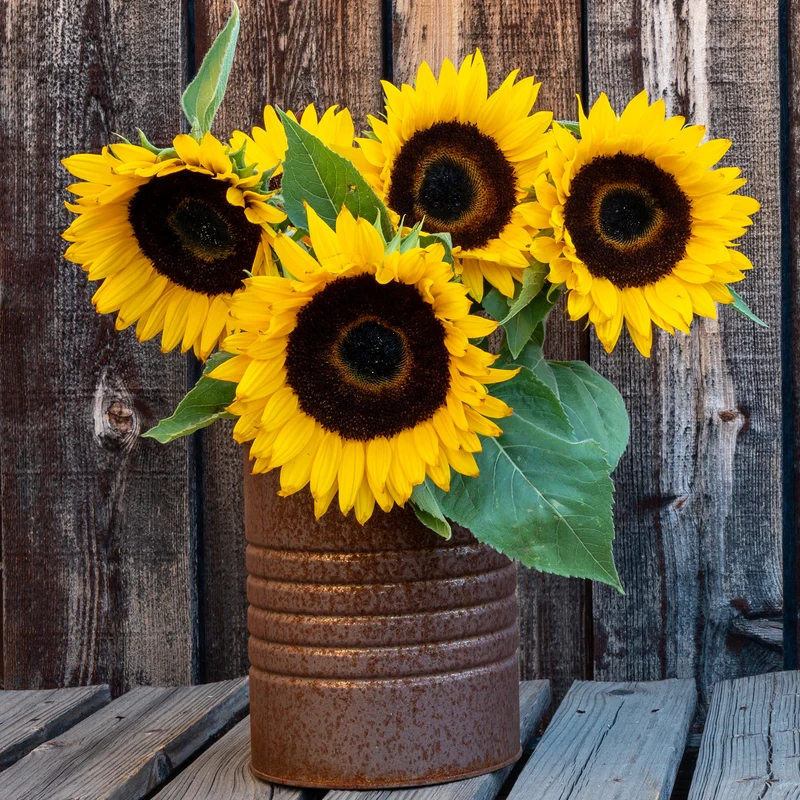 Sonnenblume 'Sunspot'