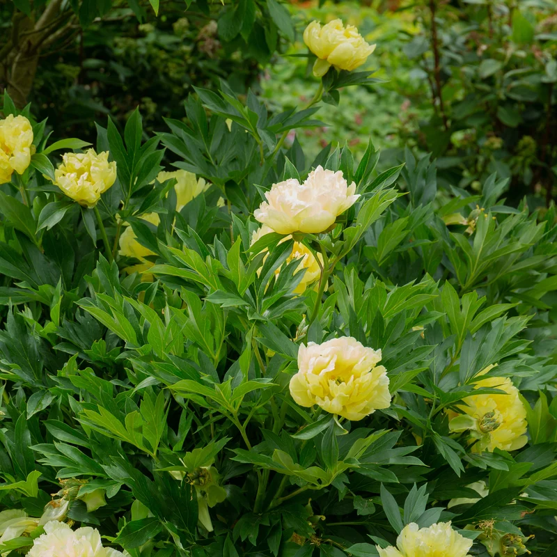 Pfingstrose Itoh Bartzella