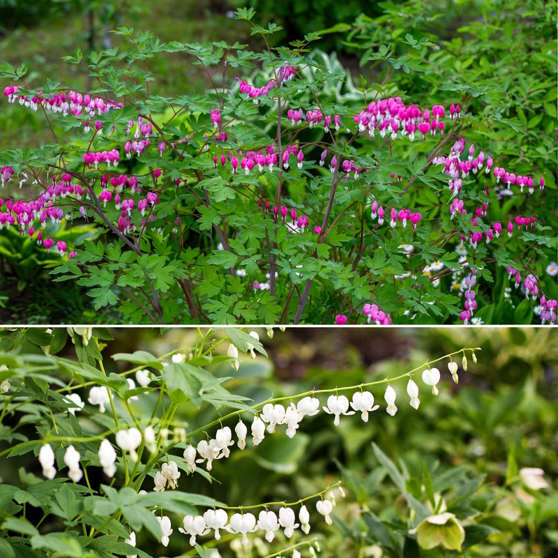Tränendes Herz Mischung (3 rosa + 1 weiß) (x4)