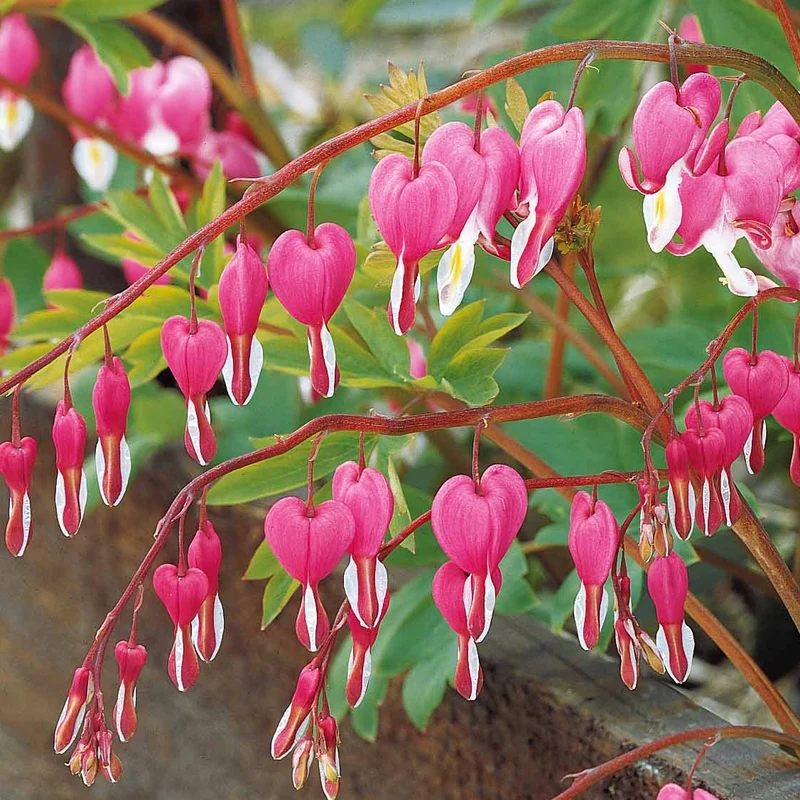 Tränendes Herz Mischung (3 rosa + 1 weiß) (x4)