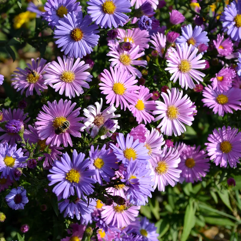 Alpenaster Mischung