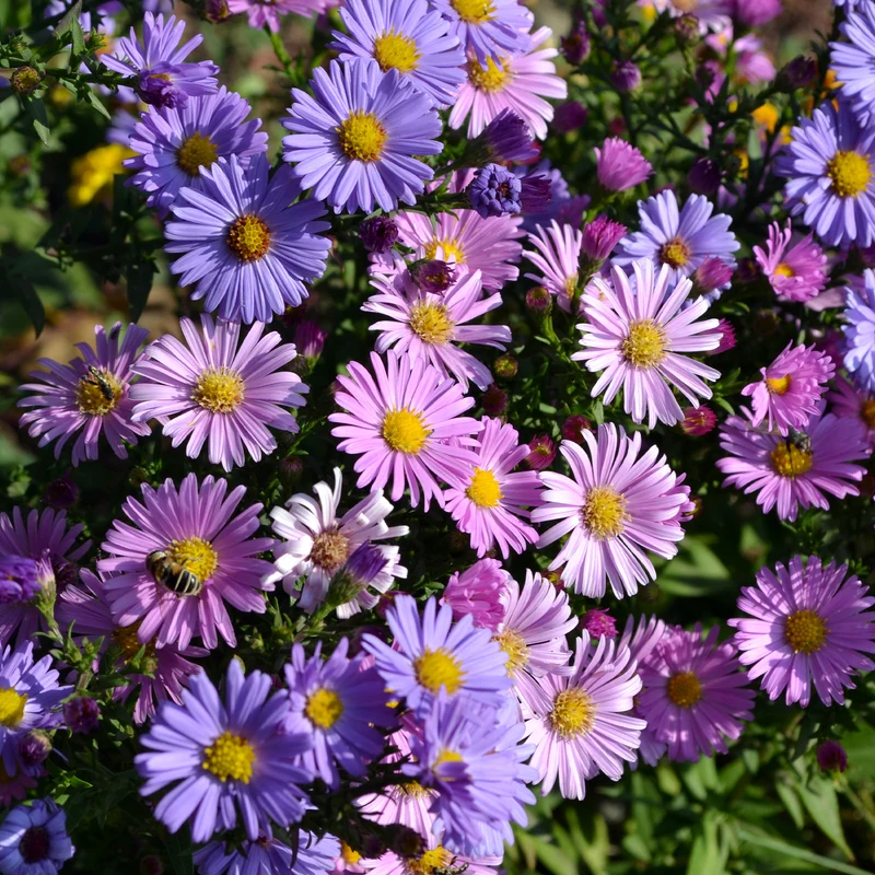 Alpenaster Mischung