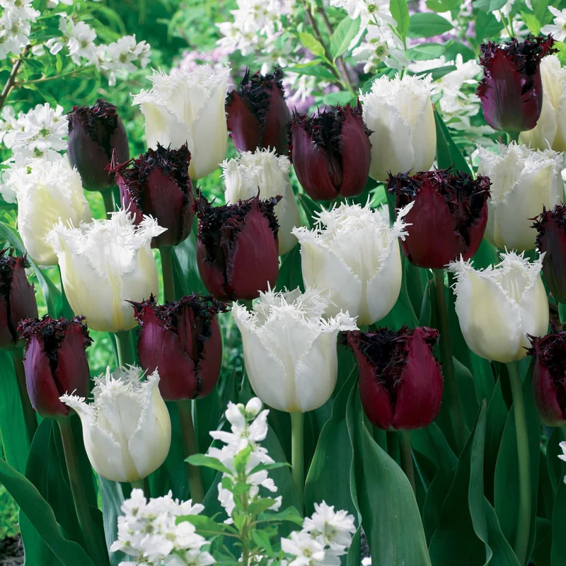 Gefranste Tulpen 'Northpole' & 'Labrador' (x10)