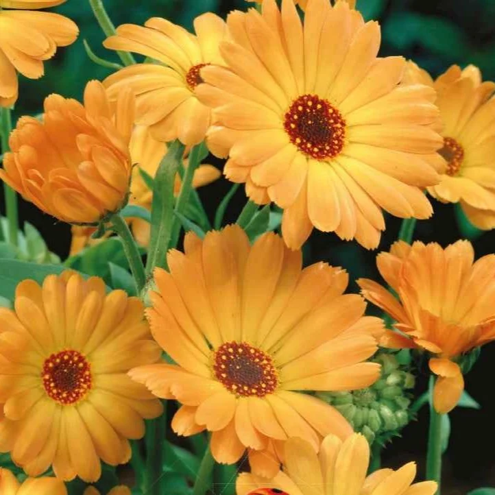 Ringelblume ‘Grand Nova’ Bio