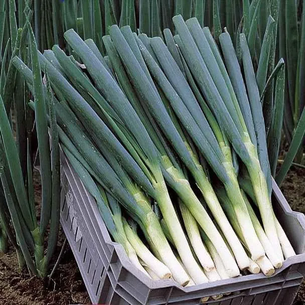 Frühlingszwiebel Ishikura Long White