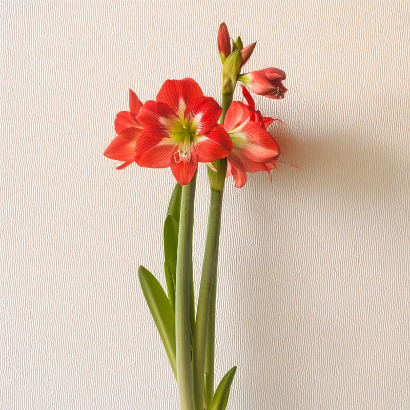 Garten-Amaryllis Sonatini Eye Catcher (x3)