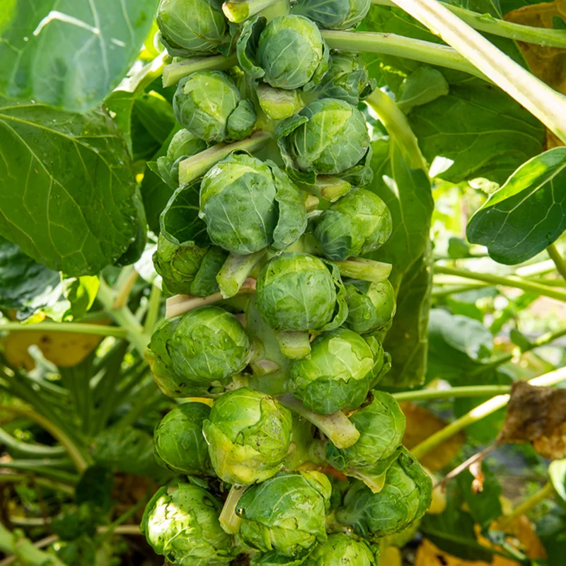 Rosenkohl Igor F1
