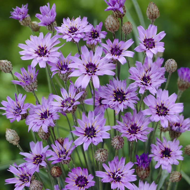 Blaue Rasselblume