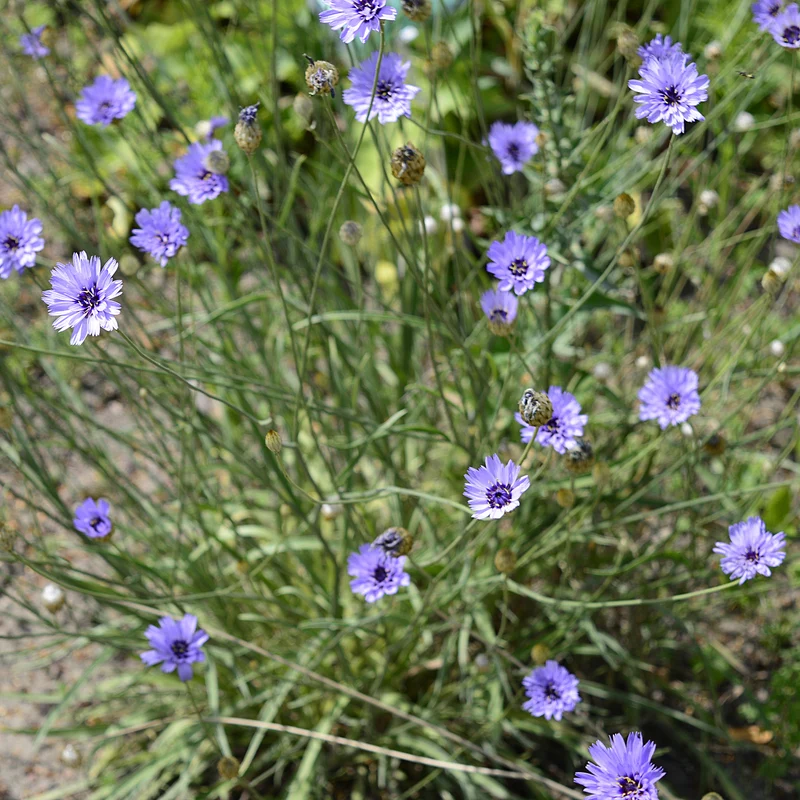 Blaue Rasselblume