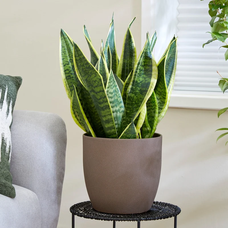 Bogenhanf Sansevieria