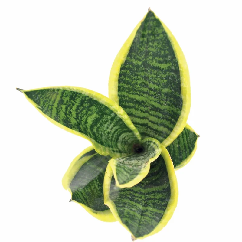 Bogenhanf Sansevieria