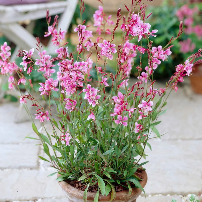 Lindheimers Prachtkerze 'Siskiyou Pink'