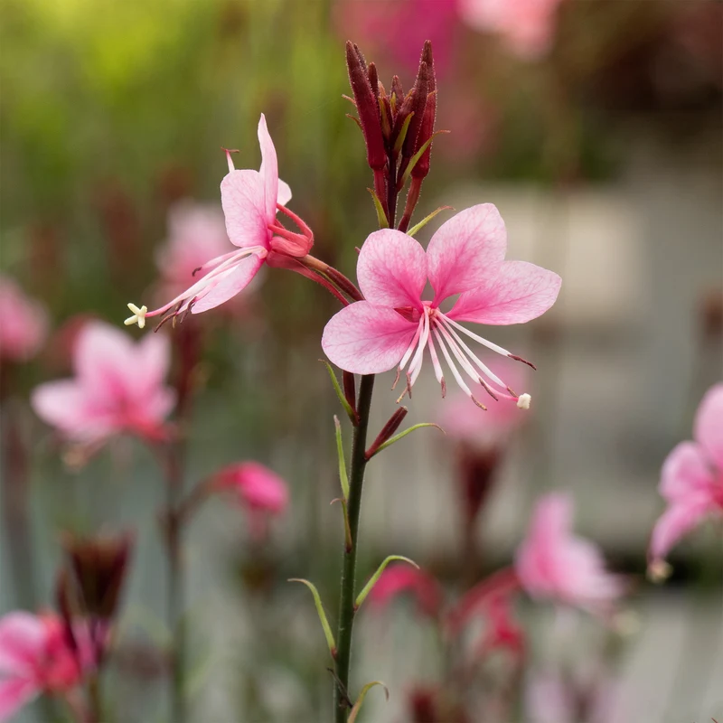 Lindheimers Prachtkerze 'Siskiyou Pink'