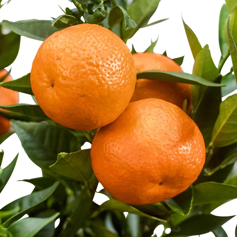 Mandarinenbaum