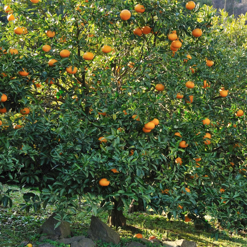 Mandarinenbaum