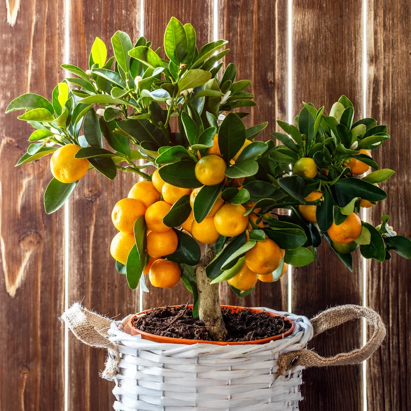 Mandarinenbaum