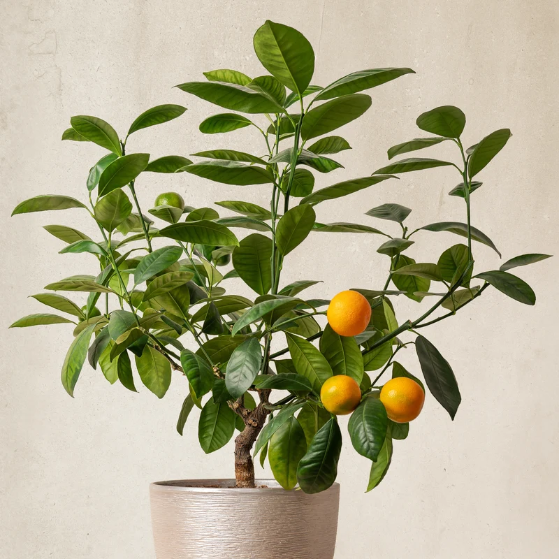 Mandarinenbaum