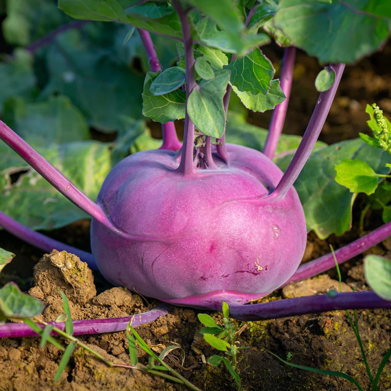 Kohlrabi violett ‘Blaro’ Bio