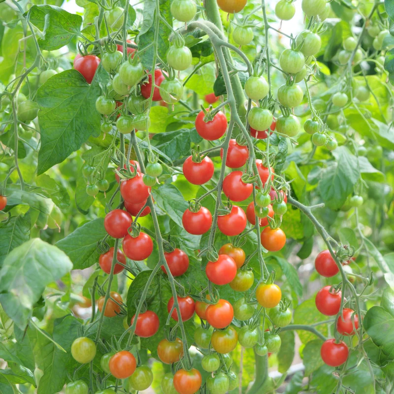 Rote Kirschtomate Supersweet 100