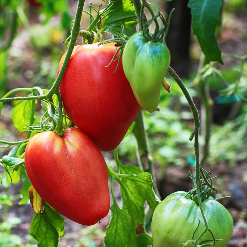 Fleischtomate ‘Cœur de Bœuf’ (x3)