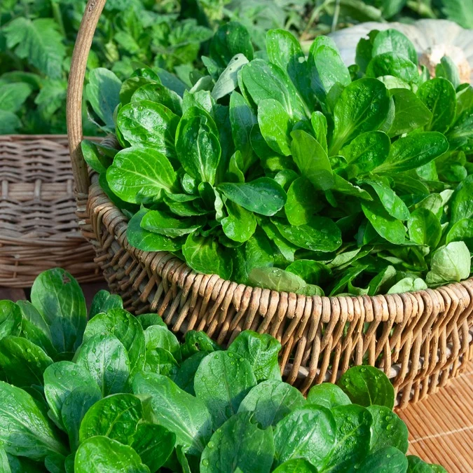 Feldsalat Gala