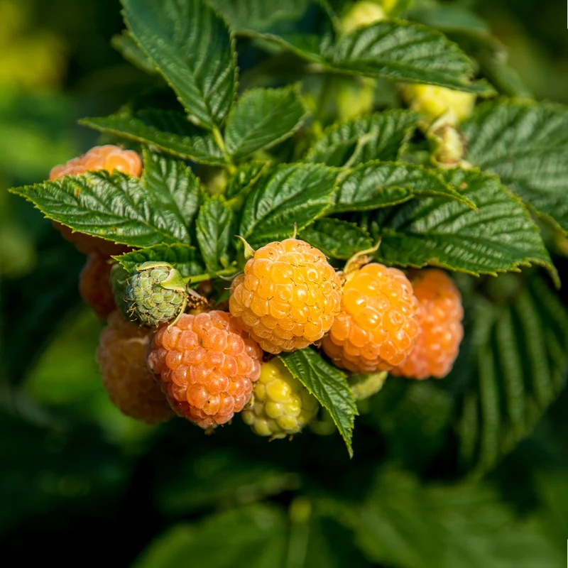 Himbeeren Fallgold