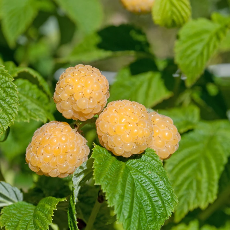 Himbeeren Fallgold