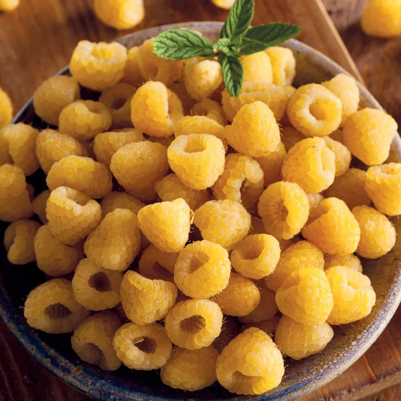 Himbeeren Fallgold