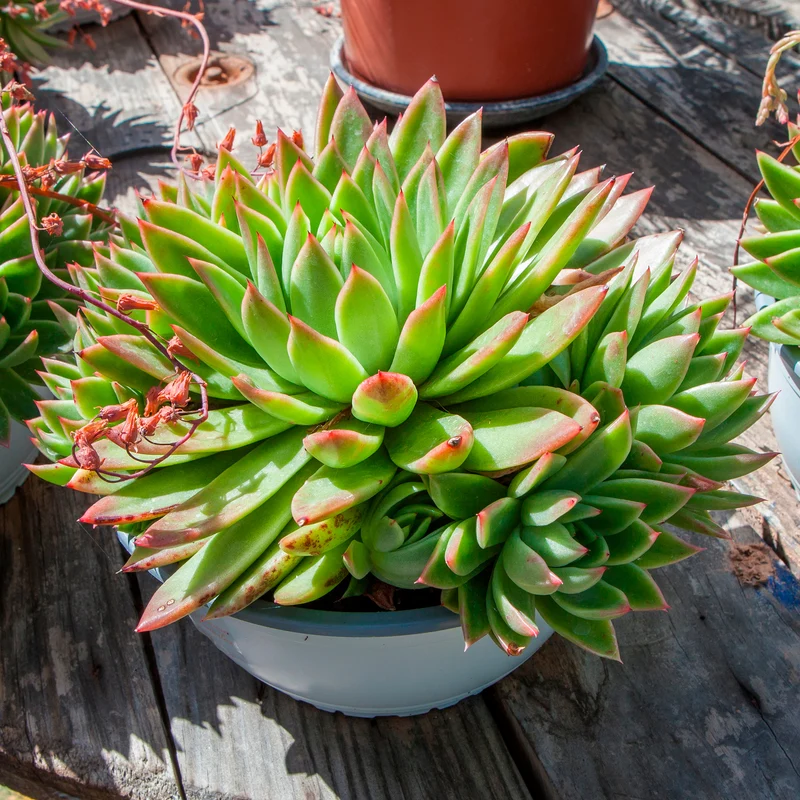 Sukkulente Echeveria agavoides