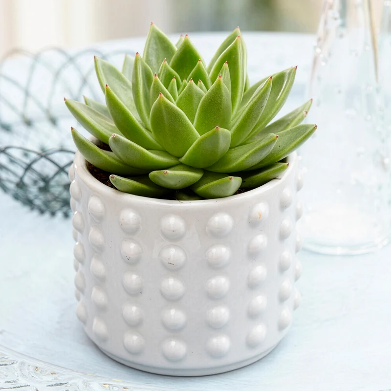 Sukkulente Echeveria agavoides