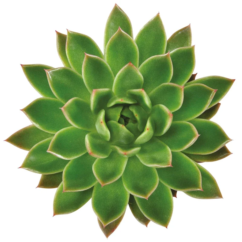 Sukkulente Echeveria agavoides