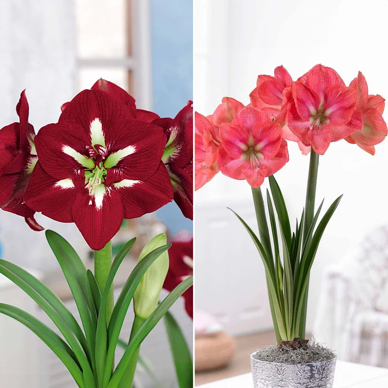 Riesen-Amaryllis-Kollektion (x2)
