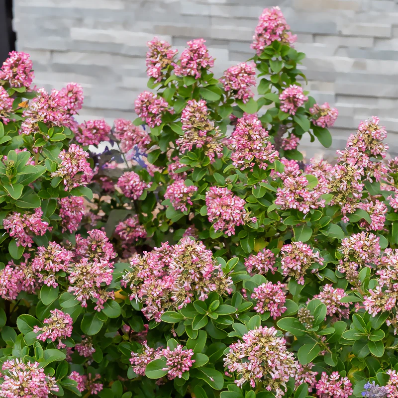 Andenstrauch Pink Elle