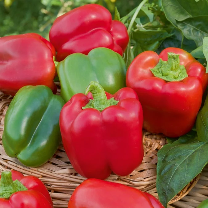 Paprika Capsicum 'California Wonder'