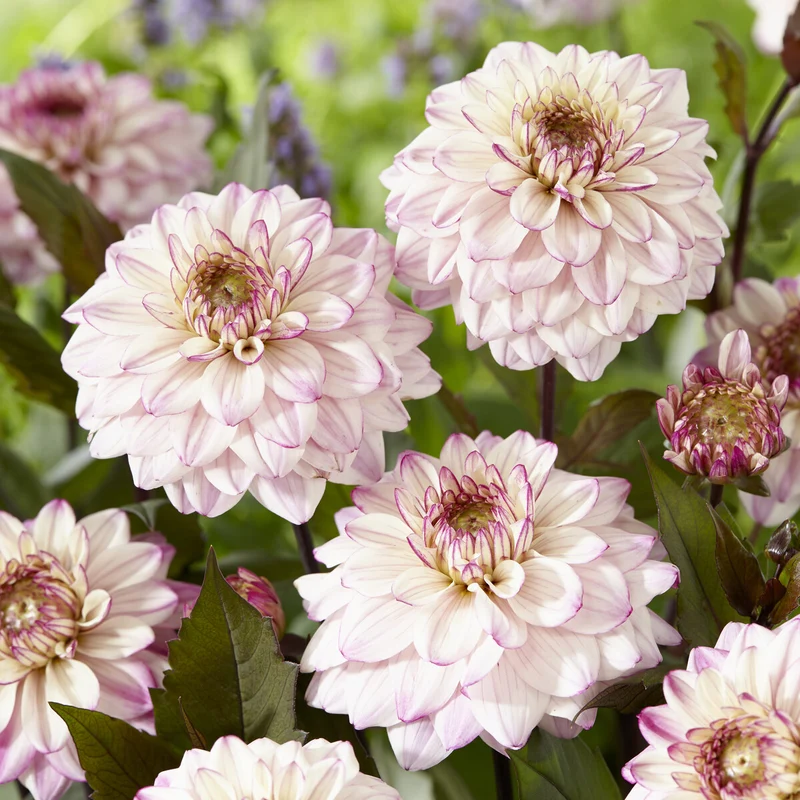 Dekorative Dahlien 'Flashback'